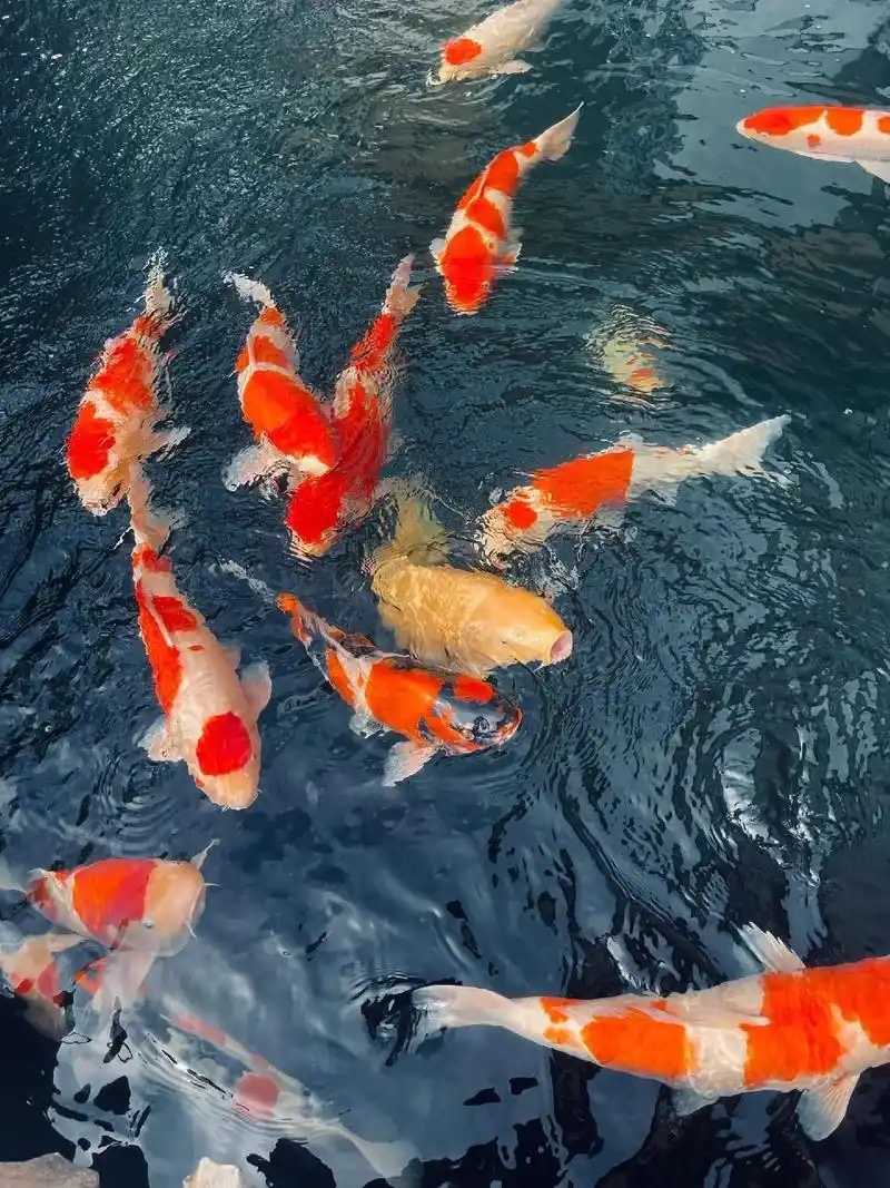 锦鲤观赏鱼（鸿运当头）