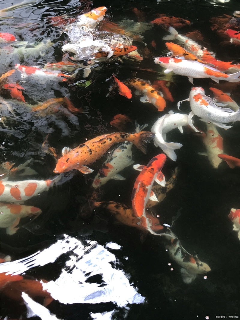 锦鲤观赏鱼（鸿运当头）