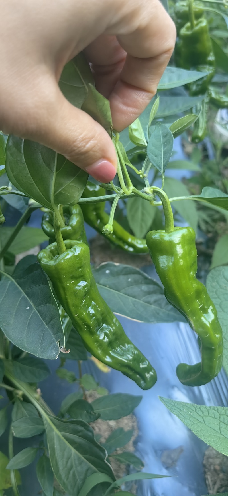 皱皮椒产地一手货源支持视频看货保质保量欢迎订购