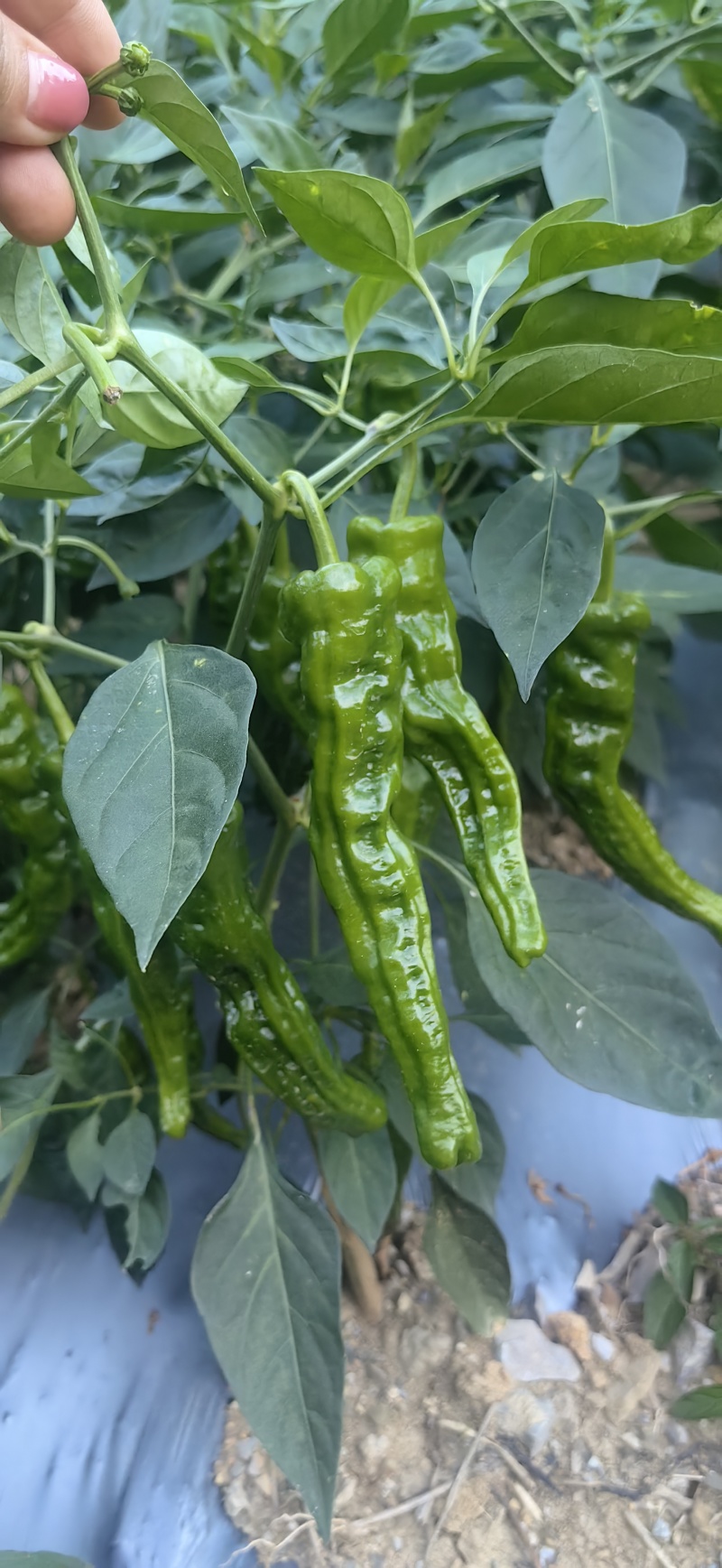 皱皮椒产地一手货源支持视频看货保质保量欢迎订购
