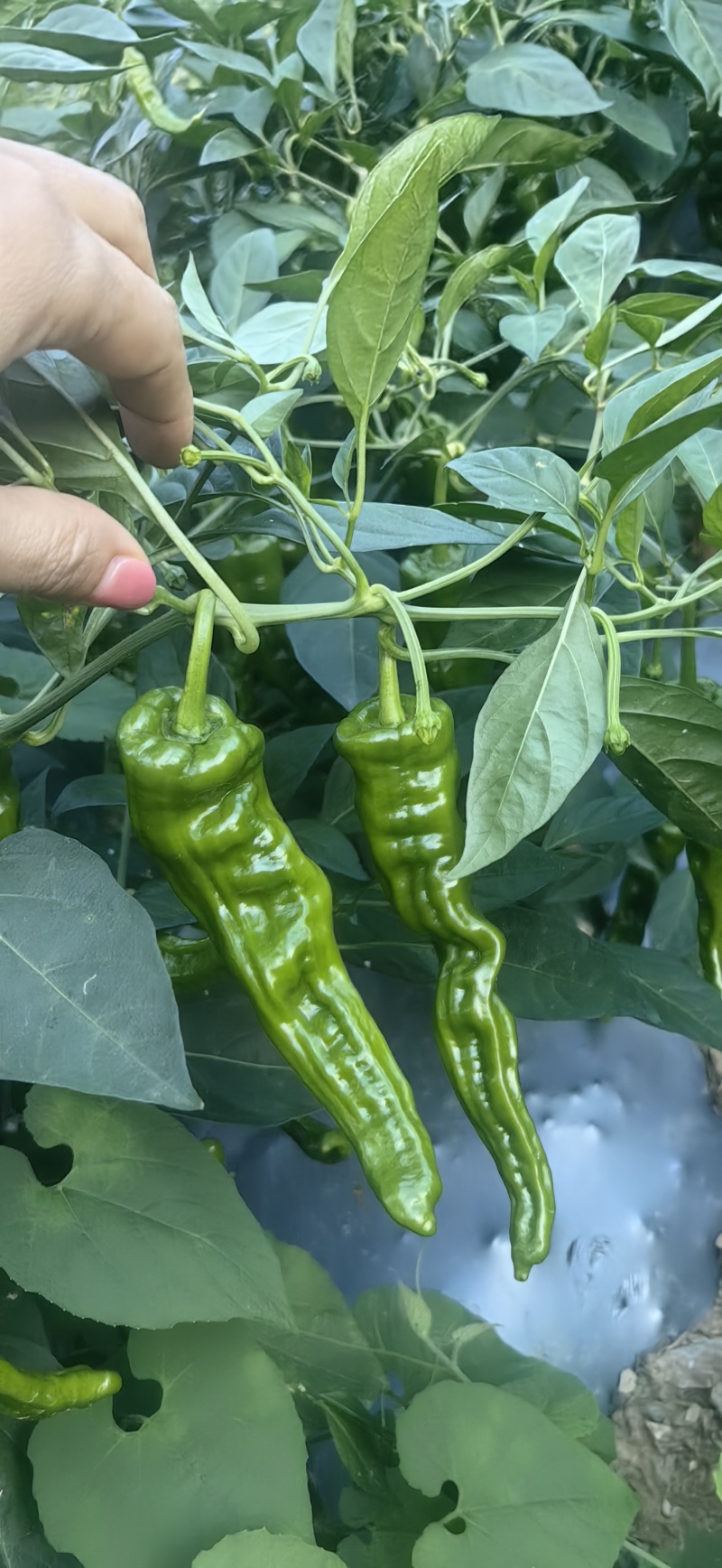 皱皮椒产地一手货源支持视频看货保质保量欢迎订购