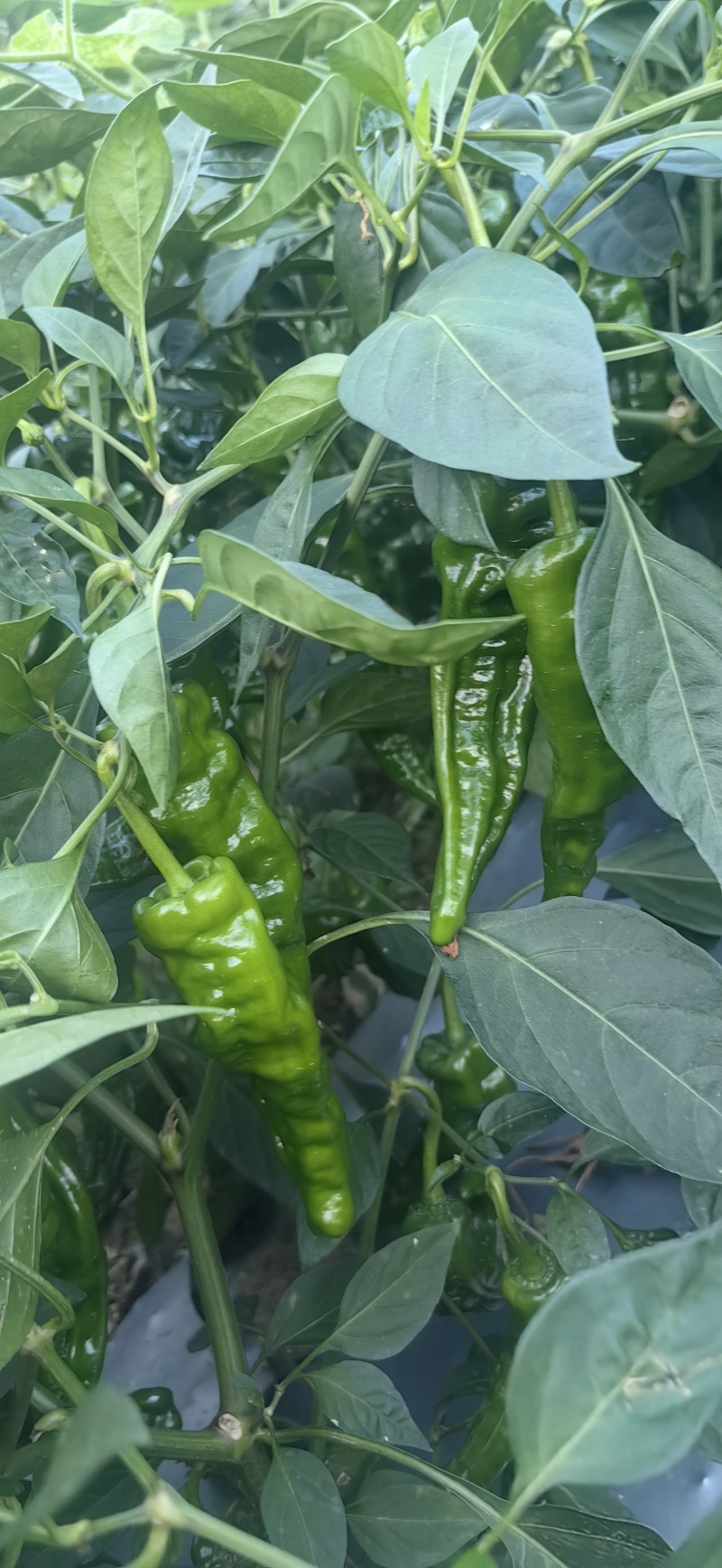 皱皮椒产地一手货源支持视频看货保质保量欢迎订购