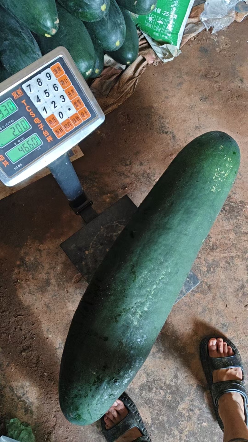 精品吊冬瓜