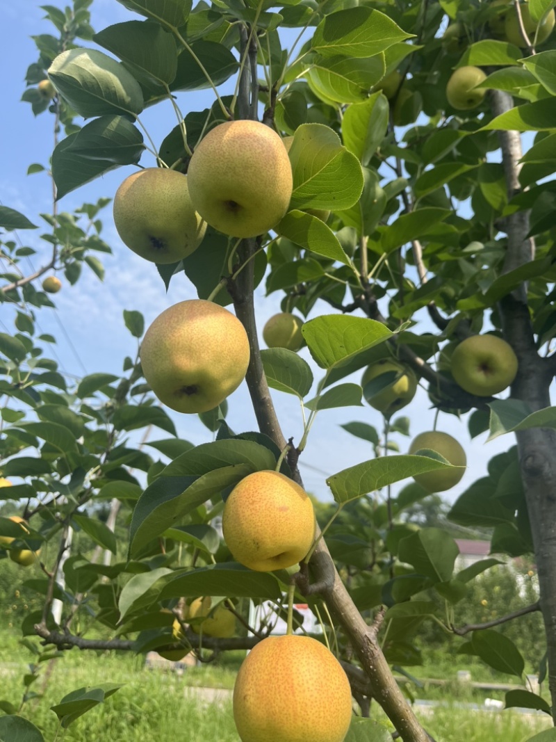 红梨红酥宝红酥蜜早红玉