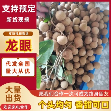 广东龙眼储良龙眼新鲜龙眼应季水果大量供货支持代发全国