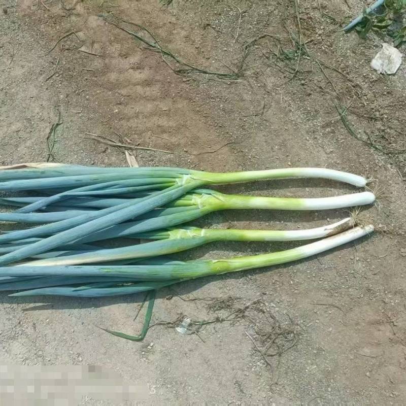 大葱