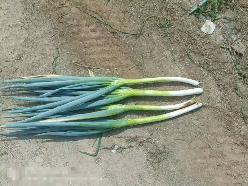 大葱