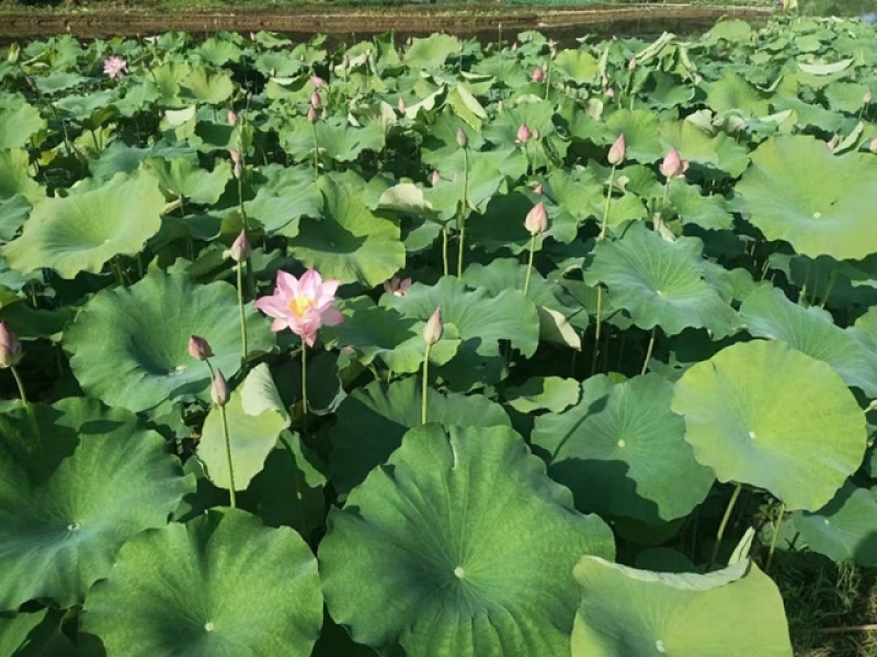 《新鲜荷叶》全国发货北京基地直发量大从优价格美丽