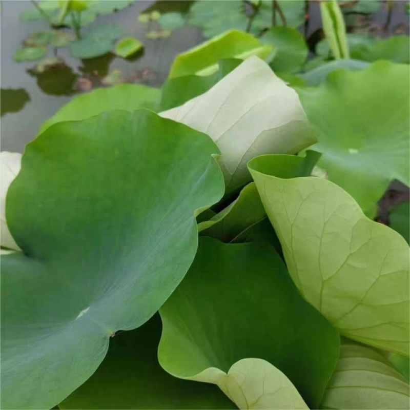 《新鲜荷叶》全国发货北京基地直发量大从优价格美丽