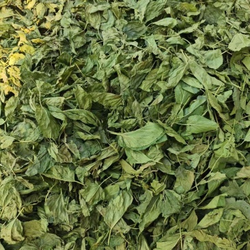 青桑叶个子货，专业做林麝吃的
