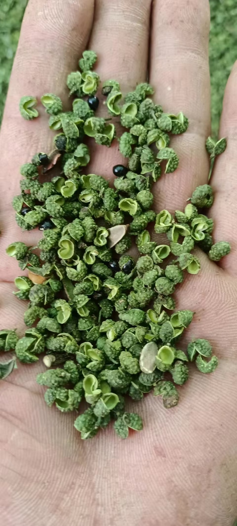 青花椒颜色青绿，又香又麻，产地直供货源充足