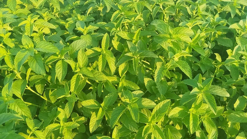 新鲜薄荷头