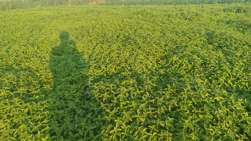 新鲜薄荷头