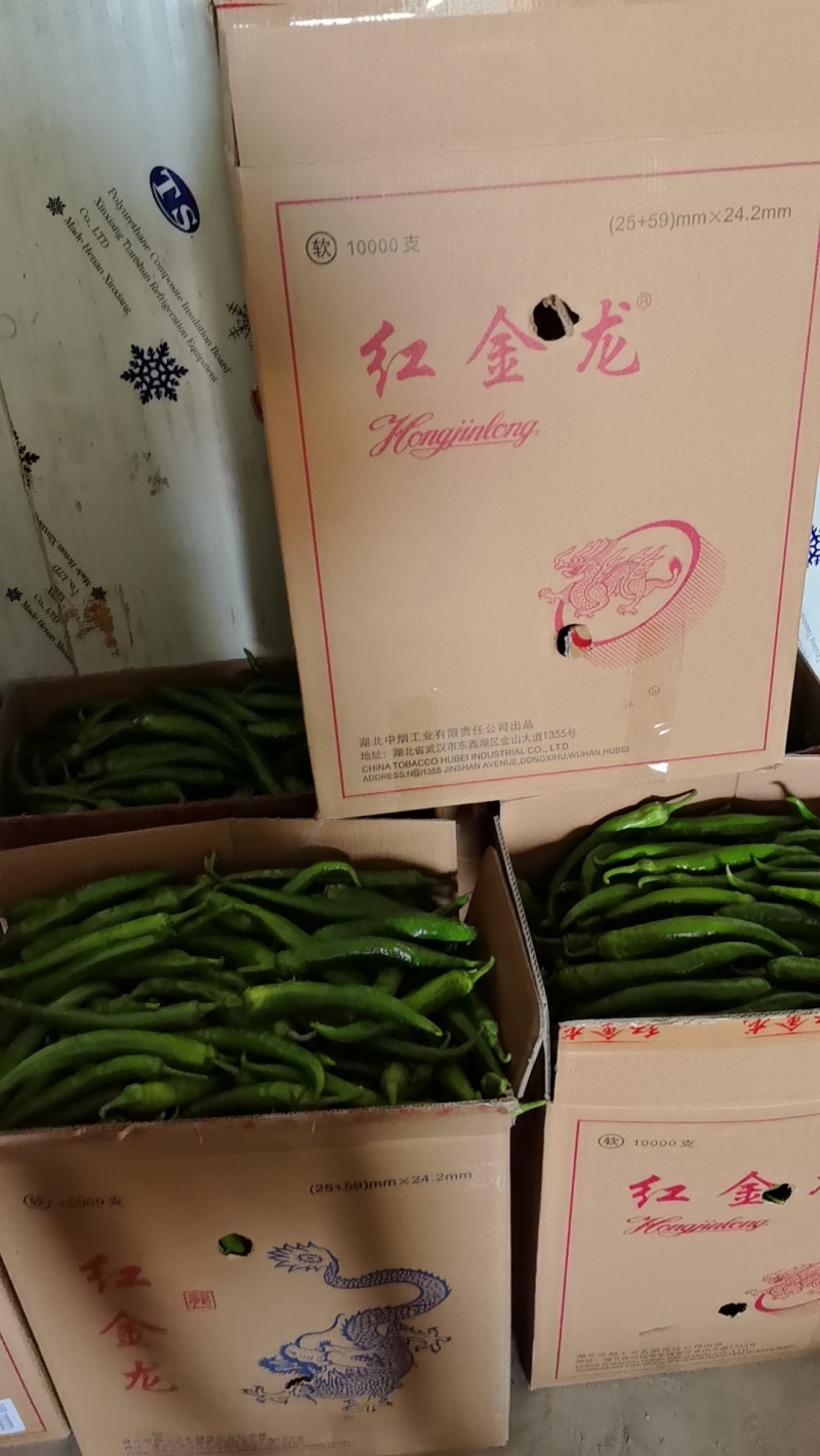 河南陆地精品线椒杭椒大量上市求合作