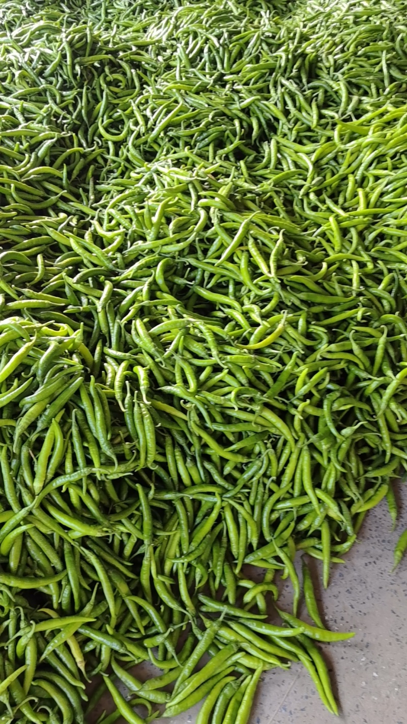 河南陆地精品线椒杭椒大量上市求合作