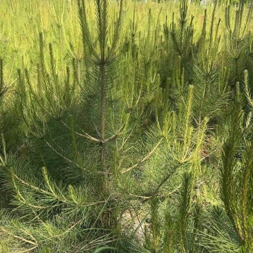 油泼松\沙地柏陕西榆林榆阳区沙地柏种植基地，大量上市