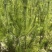 油泼松\沙地柏陕西榆林榆阳区沙地柏种植基地，大量上市