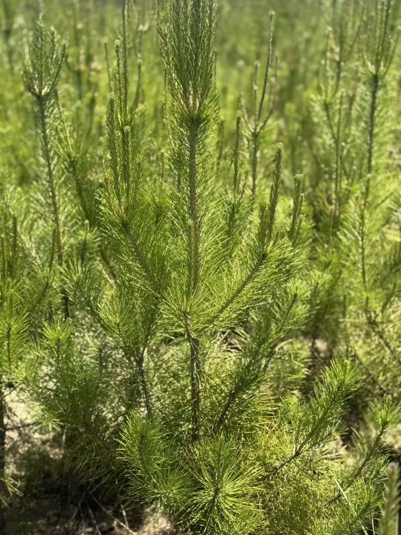 油泼松\沙地柏陕西榆林榆阳区沙地柏种植基地，大量上市