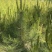 油泼松\沙地柏陕西榆林榆阳区沙地柏种植基地，大量上市