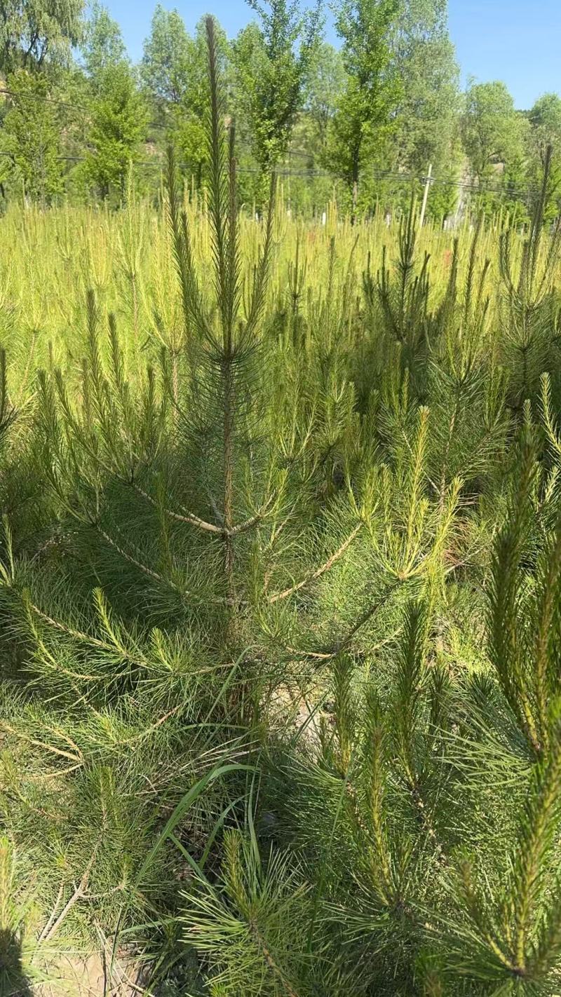 油泼松\沙地柏陕西榆林榆阳区沙地柏种植基地，大量上市