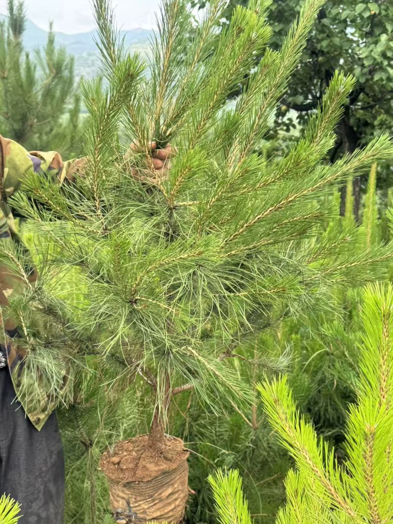 油泼松\沙地柏陕西榆林榆阳区沙地柏种植基地，大量上市