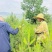 油泼松\沙地柏陕西榆林榆阳区沙地柏种植基地，大量上市
