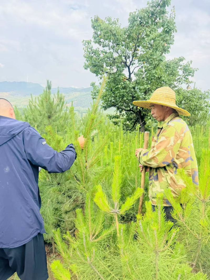 油泼松\沙地柏陕西榆林榆阳区沙地柏种植基地，大量上市