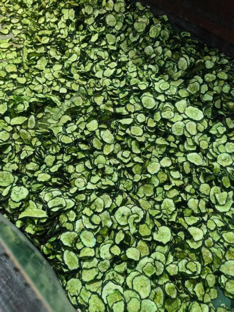 黄瓜片脱水蔬菜干货