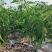 40亩8号线椒/大量上市，价格美丽