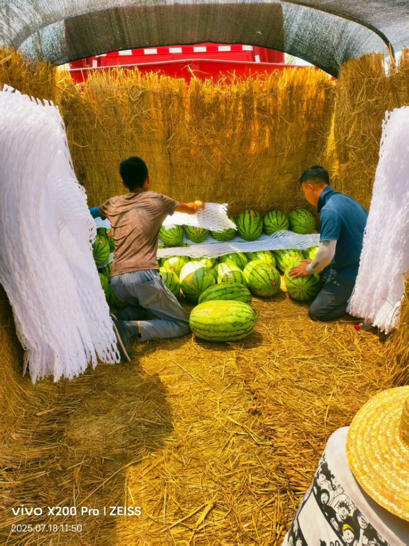 硒砂瓜品质保证价格美丽欢迎老板联系视频看货