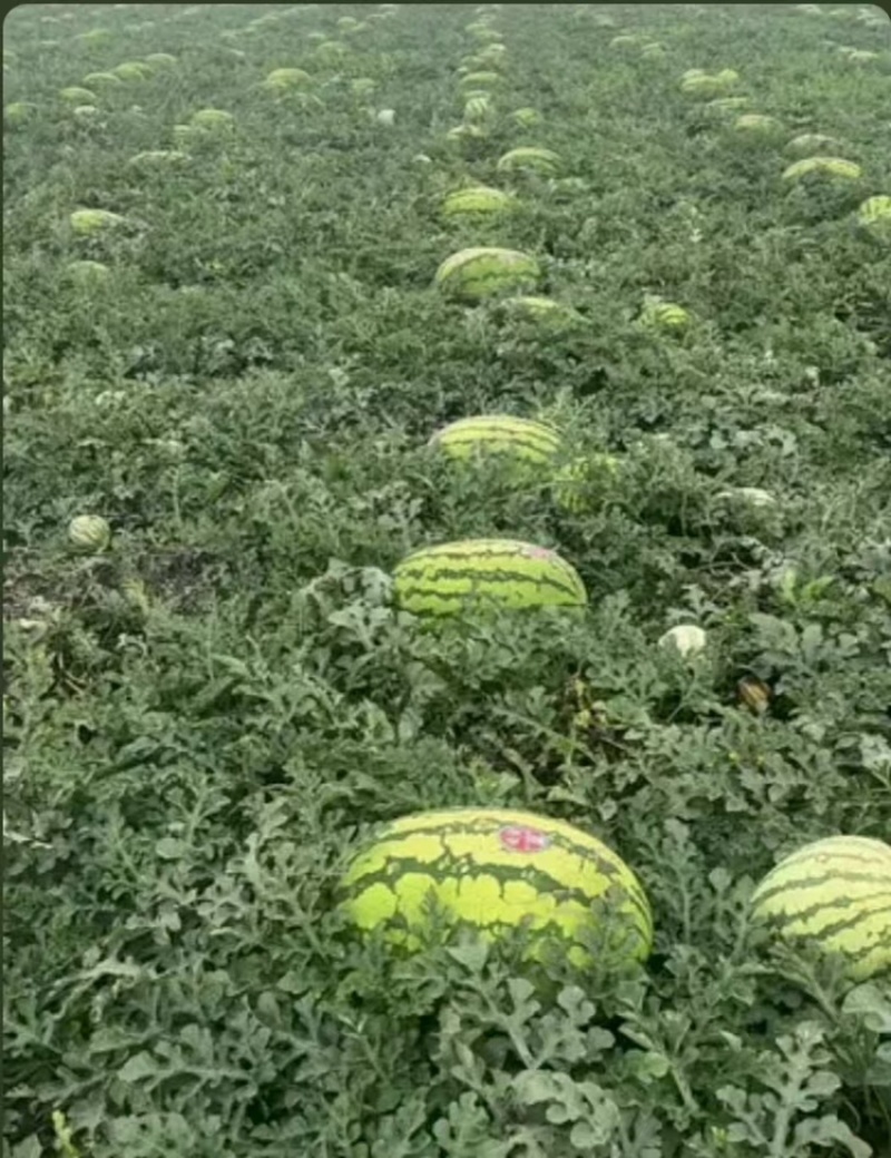 硒砂瓜品质保证价格美丽欢迎老板联系视频看货