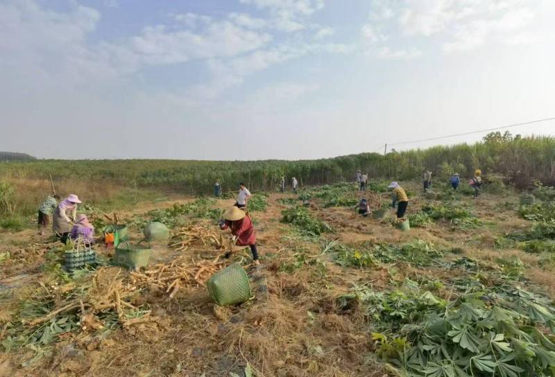 甜糯木薯，全国发货，保质保量可对接各大批发市场，诚信经营