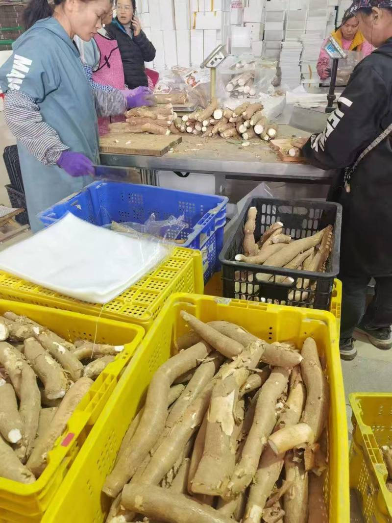 甜糯木薯，全国发货，保质保量可对接各大批发市场，诚信经营