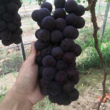 金银饱满，香甜可口