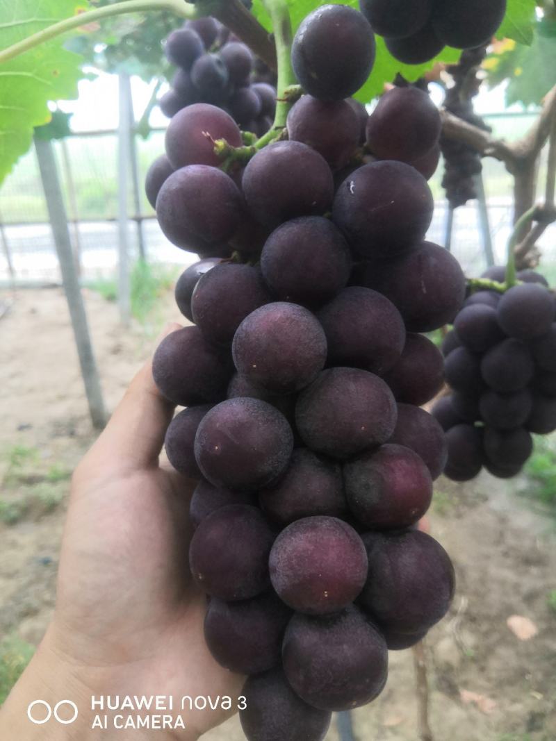 金银饱满，香甜可口