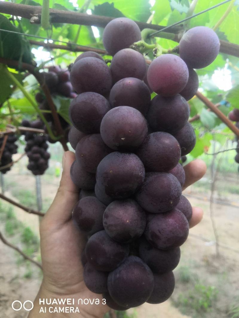 金银饱满，香甜可口