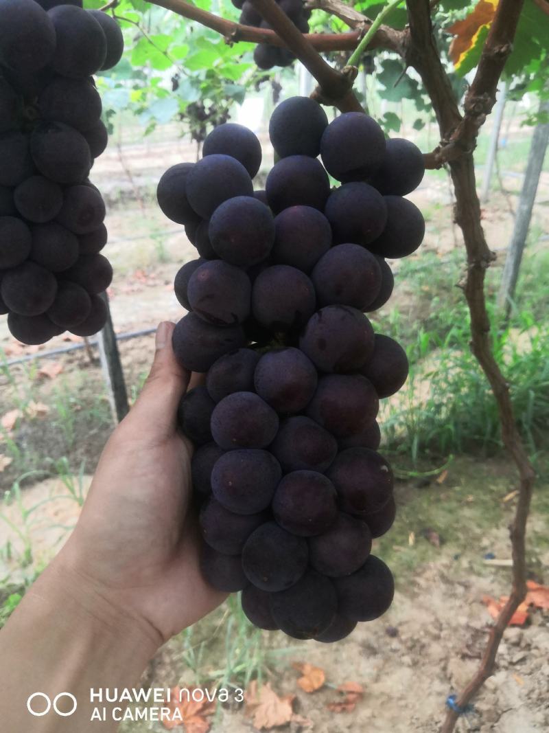 金银饱满，香甜可口