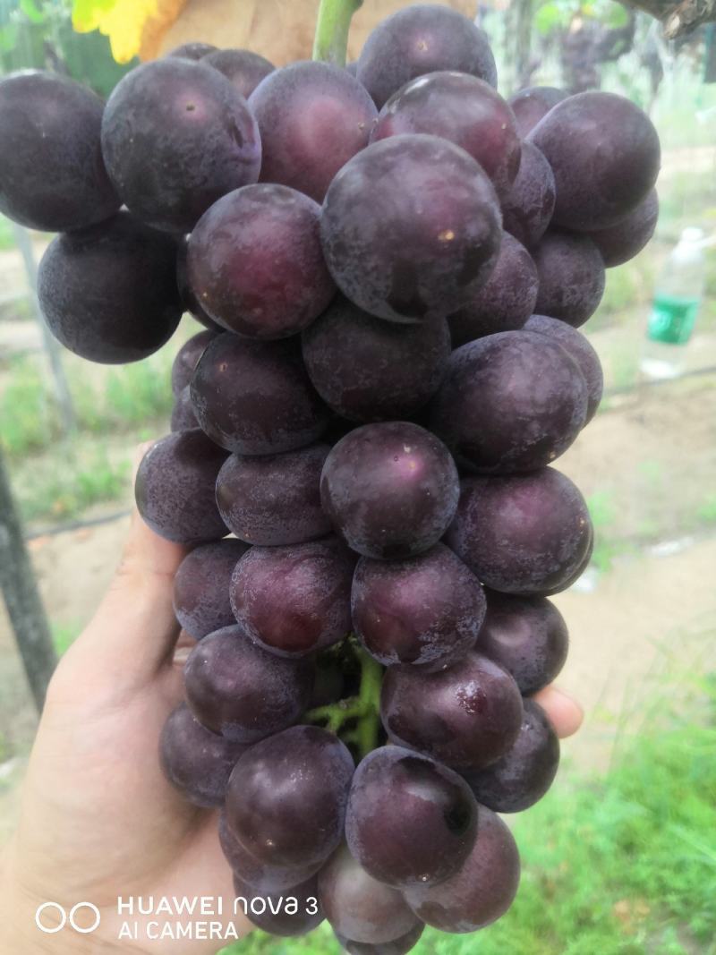 金银饱满，香甜可口