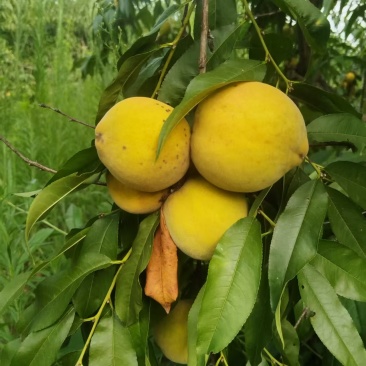 产于常德市烽火乡的黄桃自家种植没有打药自然成熟