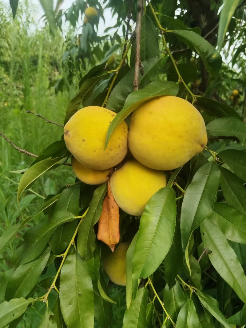 产于常德市烽火乡的黄桃自家种植没有打药自然成熟