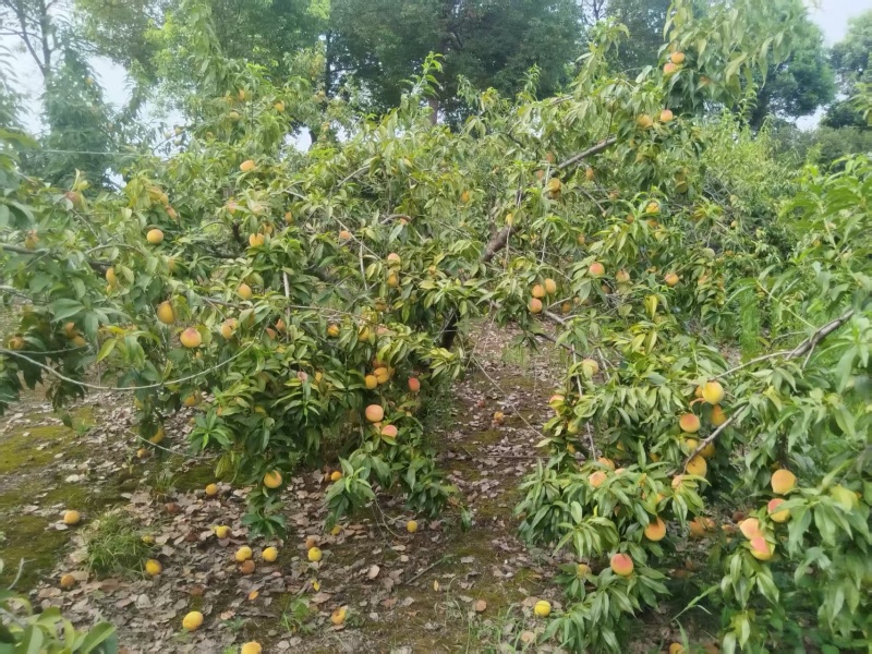 产于常德市烽火乡的黄桃自家种植没有打药自然成熟