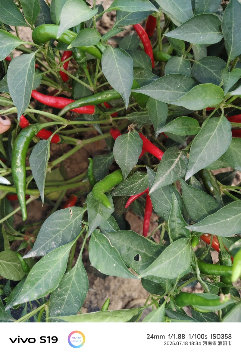 盛椒816大量有货