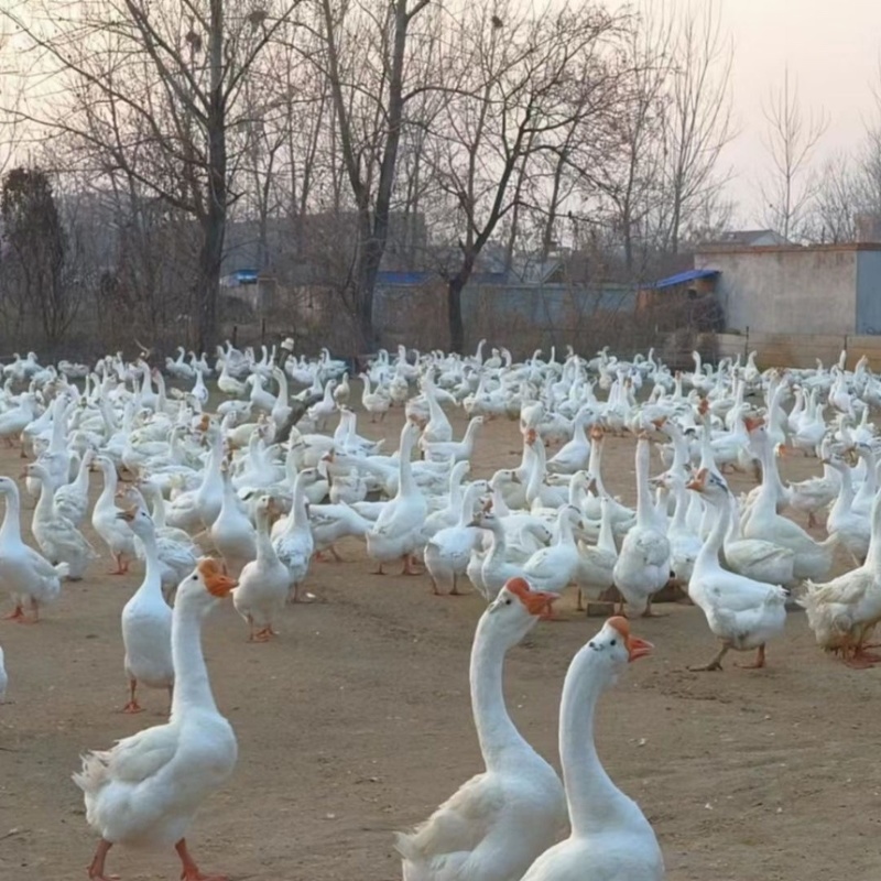 鹅苗，低价出售各种纯种大种鹅苗欢迎全国各地新老顾客洽谈