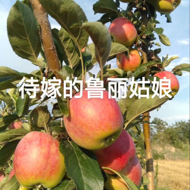 鲁丽苹果
