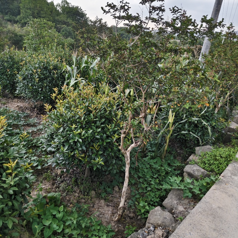 紫薇_重庆静观镇