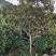 紫薇_重庆静观镇