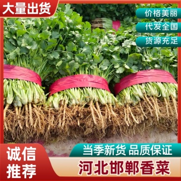 河北邯郸精品香菜大叶香菜大量上市产地直发新鲜采摘