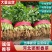 河北邯郸精品香菜大叶香菜大量上市产地直发新鲜采摘