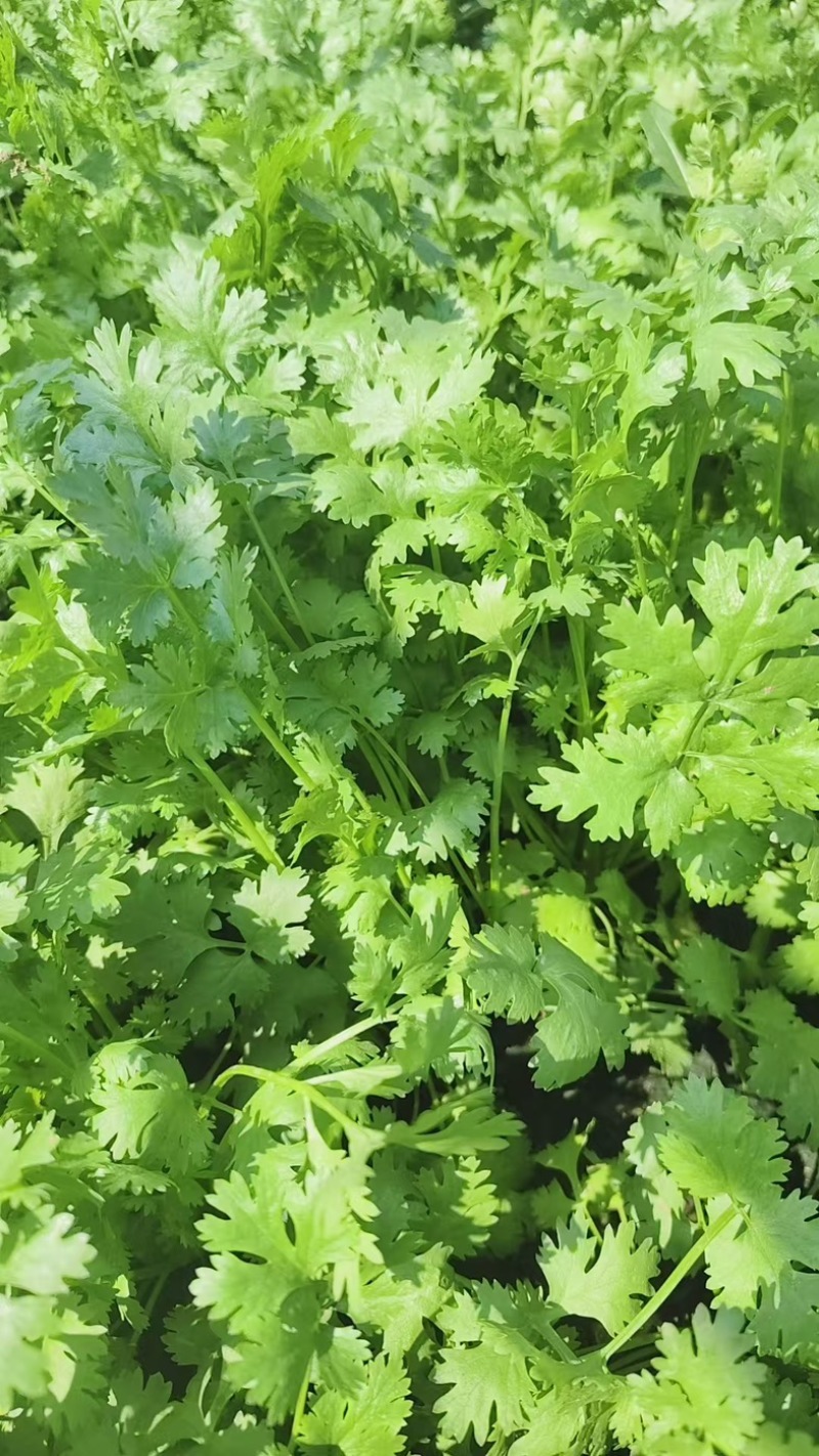 河北邯郸精品香菜大叶香菜大量上市产地直发新鲜采摘