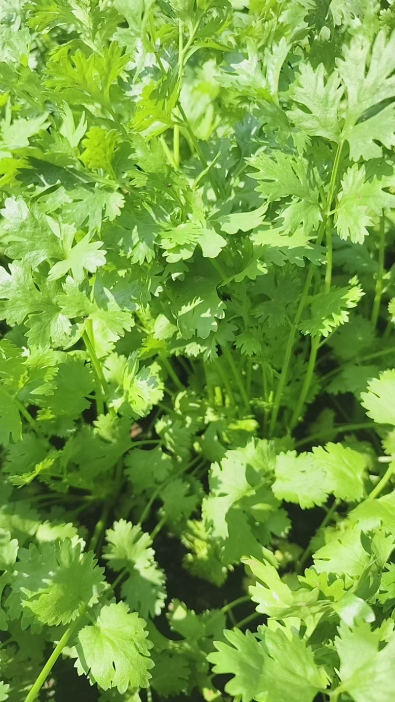 [牛]河北邯郸精品香菜大叶香菜大量上市产地直发新鲜采摘